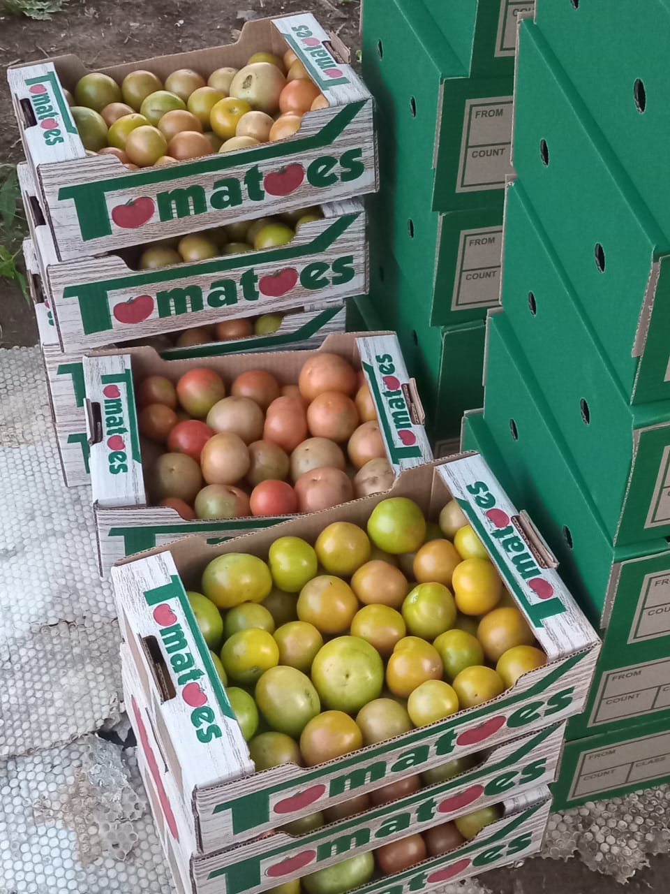 Ripe red tomatoes from our 3-hectare farm